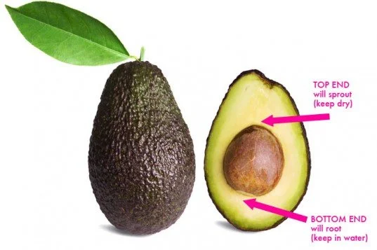 Blending The Avocado Seed…Seriously?