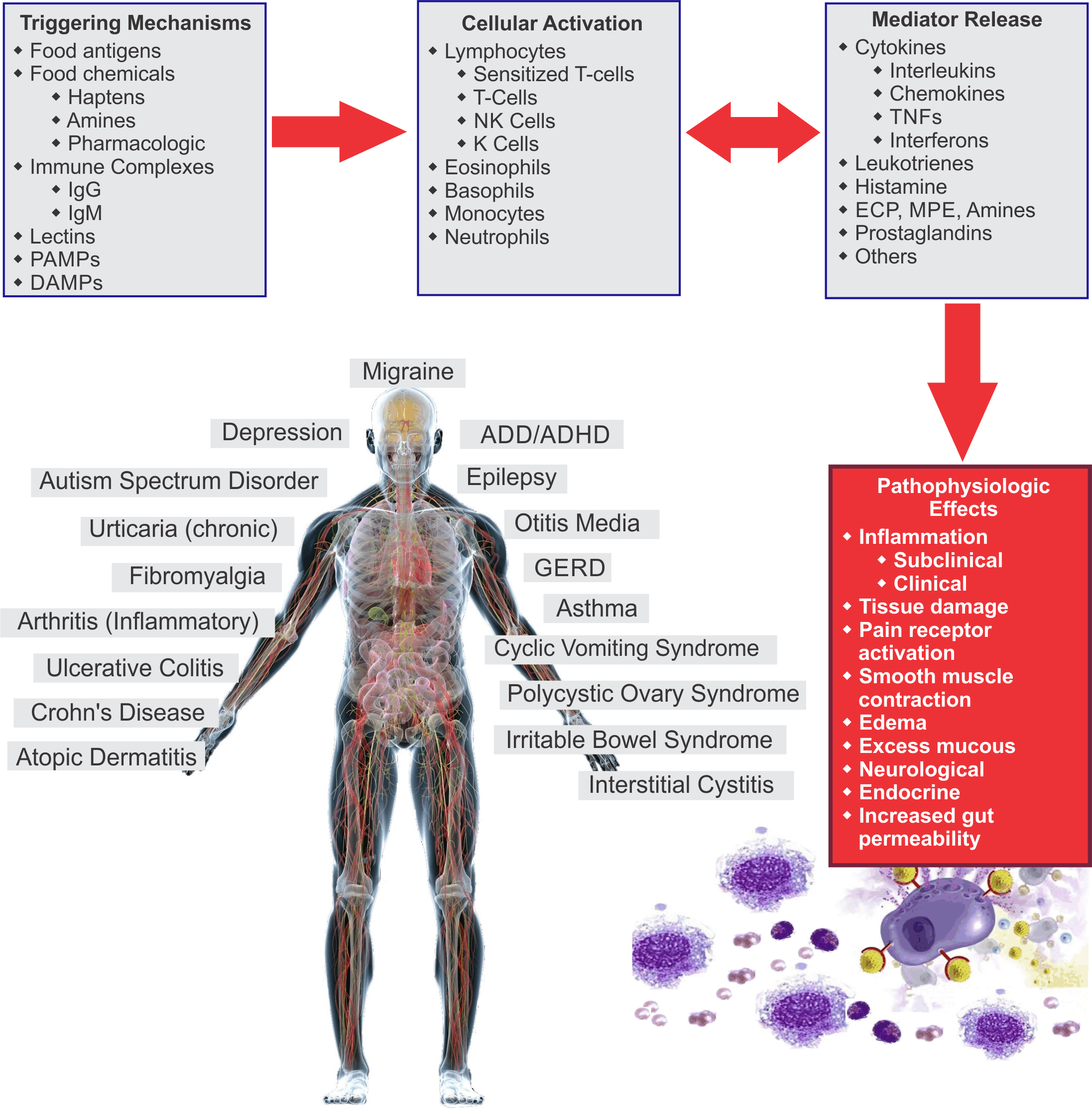 How-food-sensitivities-cause-inflammation-chart-7-30-18