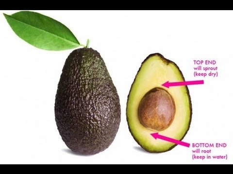 Avocado seed video thumbnail